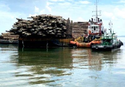 MMEA Bintulu Sita 700 Batang Kayu dari Papua Nugini, 15 Orang  Ditahan