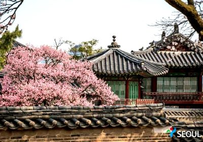 Dari Changdeokgung Anda Bisa Melihat Bunga Musim Semi yang indah.