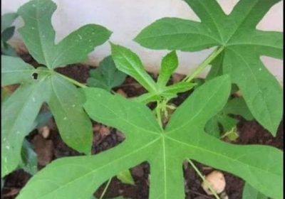 Khasiat dan Manfaat Daun Gedi untuk Kesehatan