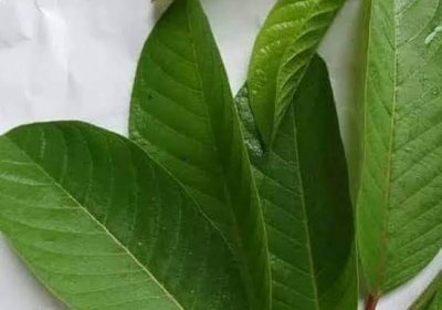 Manfaat Daun Jambu Biji Untuk Kesehatan.