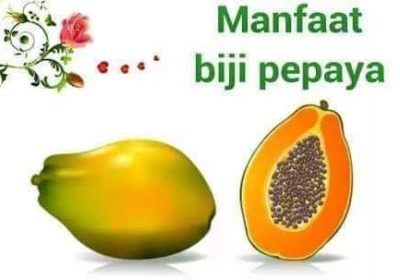 Manfaat Ekstrak Biji Pepaya