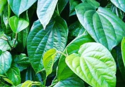 Manfaat dan Khasiat Daun Sirih