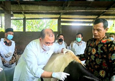 Staf Khusus Wakil Presiden Apresiasi Vaksinasi Pencegahan PMK