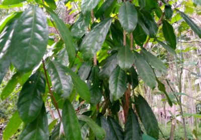 11 Manfaat Daun Hantap untuk Kesehatan