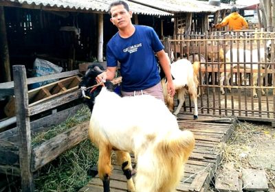 Pasaran Harga Hewan Kurban di Jakarta Timur Masih Normal