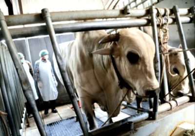 Tempat Karantina Sapi Pondok Ranggon Sementara Ditutup, Ini Alasannya