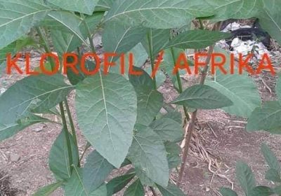 Manfaat Daun Afrika Pada Kesehatan
