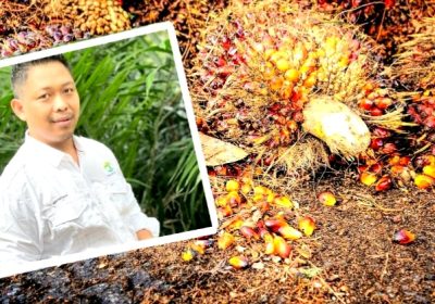 Harga Sawit Anjlok, ASRM Minta Pemerintah Cari Solusi Konkret