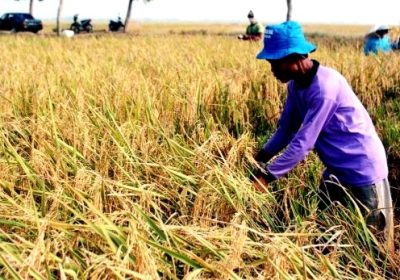 Sektor Pertanian di Kabupaten Bima Jadi Program Prioritas