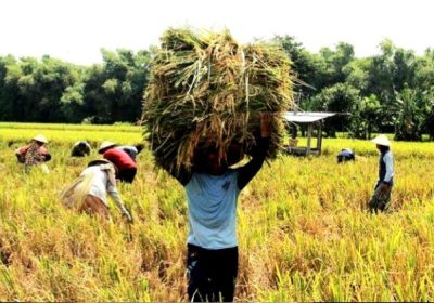 Tiga Tahun Indonesia Swasembada Beras