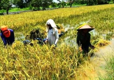 Ekspor Pertanian Tahun 2022 Capai US$ 3,05 Miliar