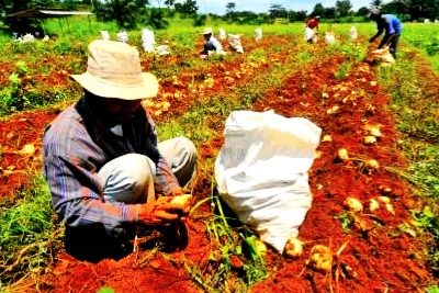 Kembangkan Pangan Lokal Kementan Perluas Diversifikasi Sumber Karbohidrat