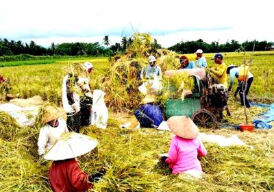 Stok Beras Nasional Aman, Kementan SYL: Tidak Ada Kelangkaan