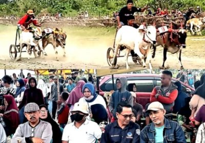 Nusilomba Japi, Tradisi Lomba Pacuan Sapi di Kabupaten Sigi