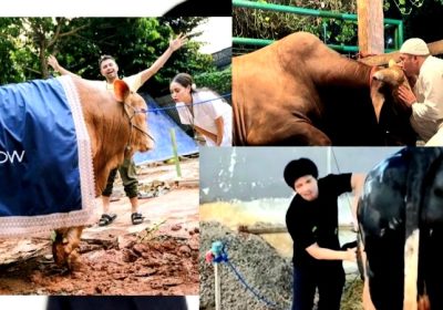 Raffi Ahmad, Irfan Hakim dan Atta Halilintar Ber-Qurban Sapi Super Besar