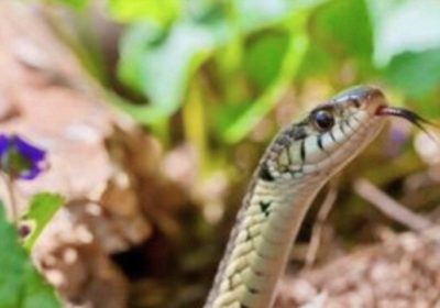 STOP Tanam di Pekarangan, 5 Tanaman Ini Ternyata Mengundang Ular Masuk Rumah