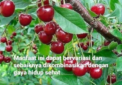 Manfaat Buah Ceri