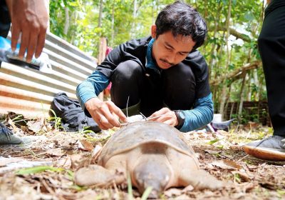 TSE Group dan IPB University Upayakan Konservasi Satwa Endemik Kura-kura Moncong Babi