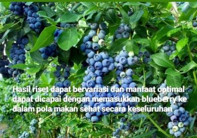 Manfaat Blueberry
