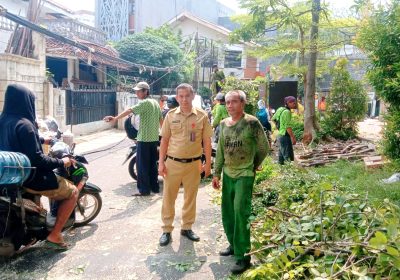 Pohon Tumbang di Kelurahan Gandaria Utara Jaksel Kondisinya Rapuh