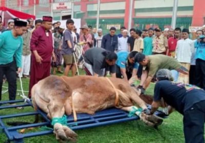 Rutan Salemba Gunakan Alat Perebah Sapi Kurban Sebuah Inovasi