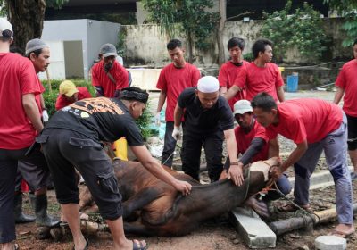 Bakrie Group melalui Bakrie Amanah Salurkan 157 Hewan Kurban di Idul Adha 1445 H