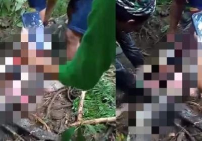 Ibu Rumah Tangga Ditelan Ular Piton di Sidrap Sulsel