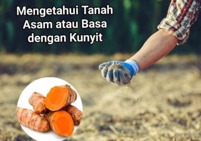 Mengetahui Keasaman Tanah dengan Kunyit