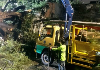 Antisipasi Tumbang dan Sempal Ribuan Pohon Rindang Ditoping di Jakpus