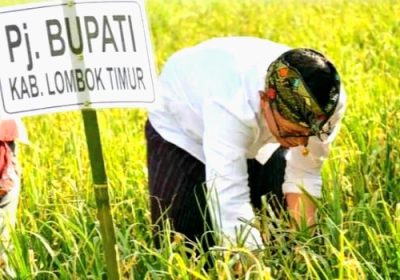 Demi Kesejahteraan Petani Lombok Timur Pemerintah Gencarkan Stabilitas Harga