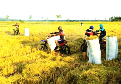 Ini Kata Pakar Pangan Soal Pemangkasan Aturan Pupuk Subsidi