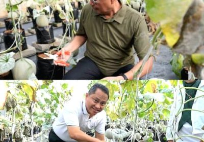 Sekda DKI Bersama Jajaran Pemerintah Jaksel Panen Melon