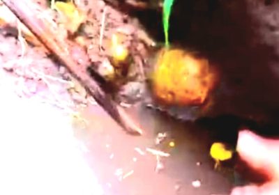 Pemancing Belut Temukan Tengkorak Manusia di Sungai Desa Pohgading Pringgabaya