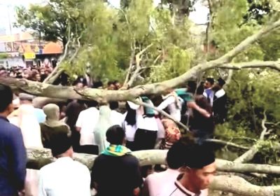 Pohon Tumbang di Alun-alun Kota Pemalang Saat Sholat Idhul Fitri