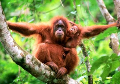 Tolak Tambang Martabe Aktivis Lingkungan Fokus Selamatkan Orangutan