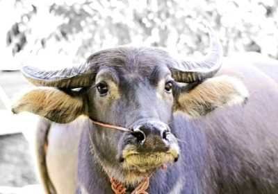 Sambut Lebaran, Tradisi Andilan Potong Kebo di Betawi Dihidupkan Kembali