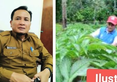 Dukung Ketahanan Pangan, Dinas Pertanian Lotim Siapkan Lahan dan Bibit Budidaya Porang