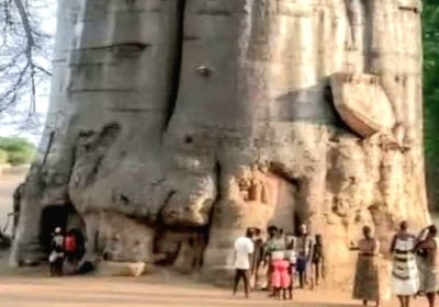 Pohon Kehidupan dari Afrika Menyimpan Ribuan Liter Air Dibatangnya