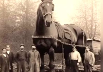 Kuda Besar Berbobot 1,5 Ton Tercatat di Guinness World Records