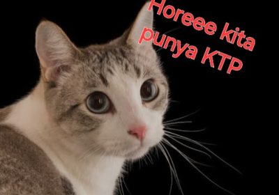 Pemprov DKI Buat BPJS Khusus Hewan Peliharaan, Kucing Punya KTP