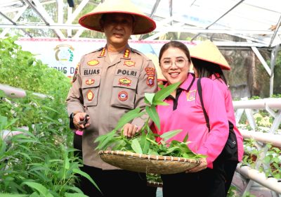 Kapolda Kalteng Bersama Bhayangkari Panen Sayur di Lahan Pekarangan Pangan Lestari