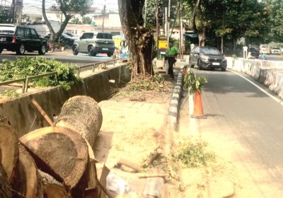 Dua Pohon Besar di Jalan Bendi Besar Kebayoran Lama Utara Ditebang, Warga Minta Pelakunya Dipidana