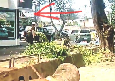 Diduga Dua Pohon Besar di Jalan Bendi Kebayoran Lama Utara Ditebang Suruhan Perkantoran