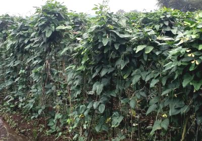 Bertani Kacang Panjang Sekali Tanam Berkali Kali  Memetik  Hasil
