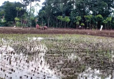 Geliat Para  Petani Memasuki Musim Hujan