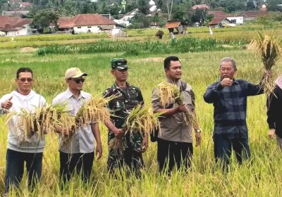 Farmer Field Day Dinas Pertanian Ketahanan Pangan Tahun 2025 di Golat