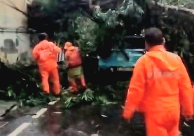 Pohon Tumbang Timpa Dua Mobil di Jakarta Selatan Satu Tewas