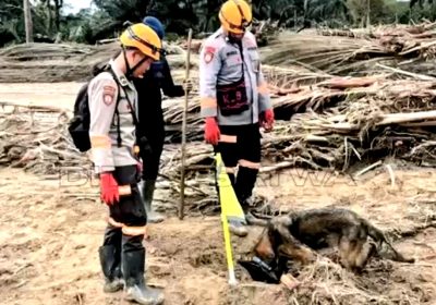 Mabes Polri dan Polda Sumut Kerahkan Anjing Pelacak K-9 Cari Korban Bencana di Tapanuli Tengah