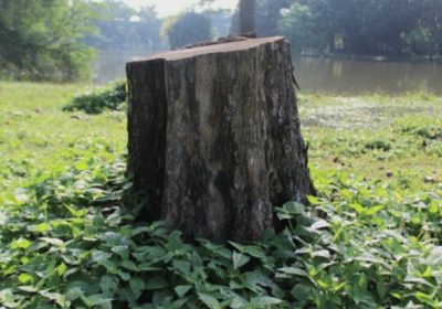 Ketahuan Tebang Pohon di Kecamatan Kebayoran Lama Oknum ASN Terancam Sanksi Pidana