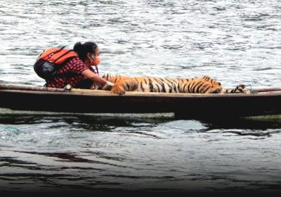 Perempuan Bernama Yanti Musabine Dokter Hewan Berhasil Selamatkan Seekor Harimau Sumatera